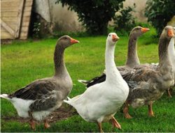 foie gras canard palmagri Langon sud ouest