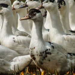 élevage foie gras canard palmagri Langon sud ouest