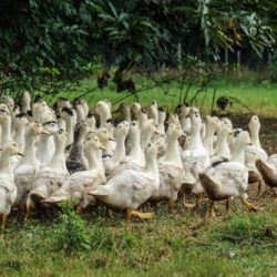 élevage foie gras canard palmagri Langon sud ouest